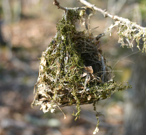 Birds Nest