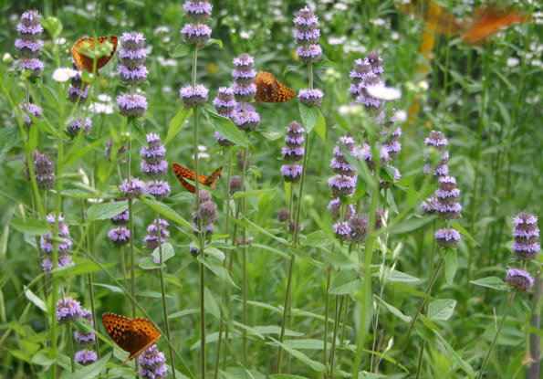 butterflies