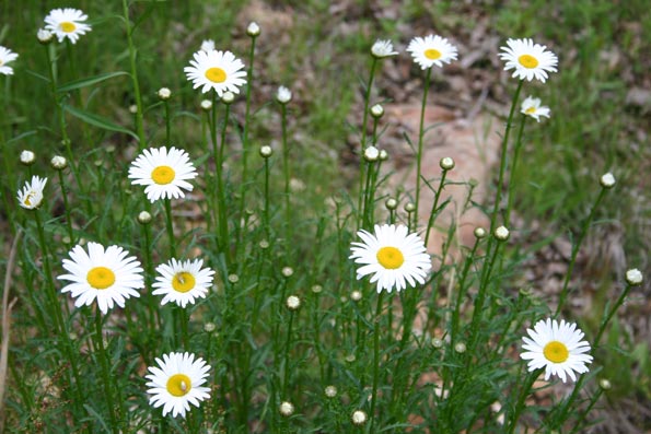 daisies