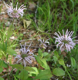 horsemint