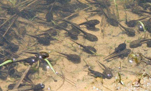 tadpoles