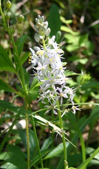 wildhyacinth