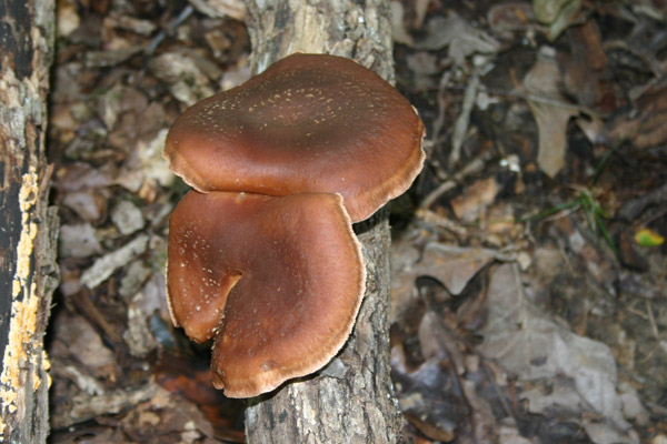 shiitakes